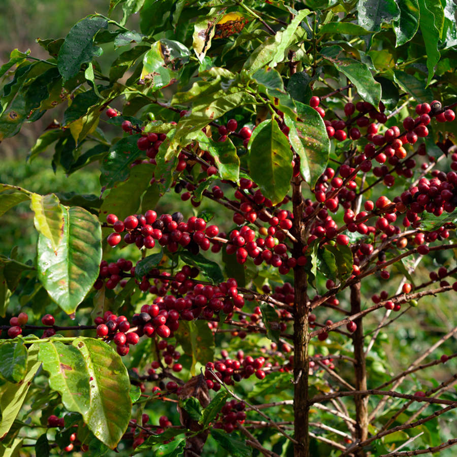 Experiencia de café InduOne